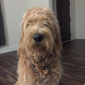 Meet your Posher, Taura